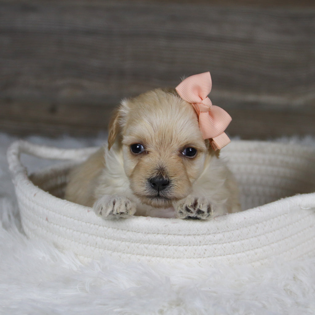 June - Available 2/4