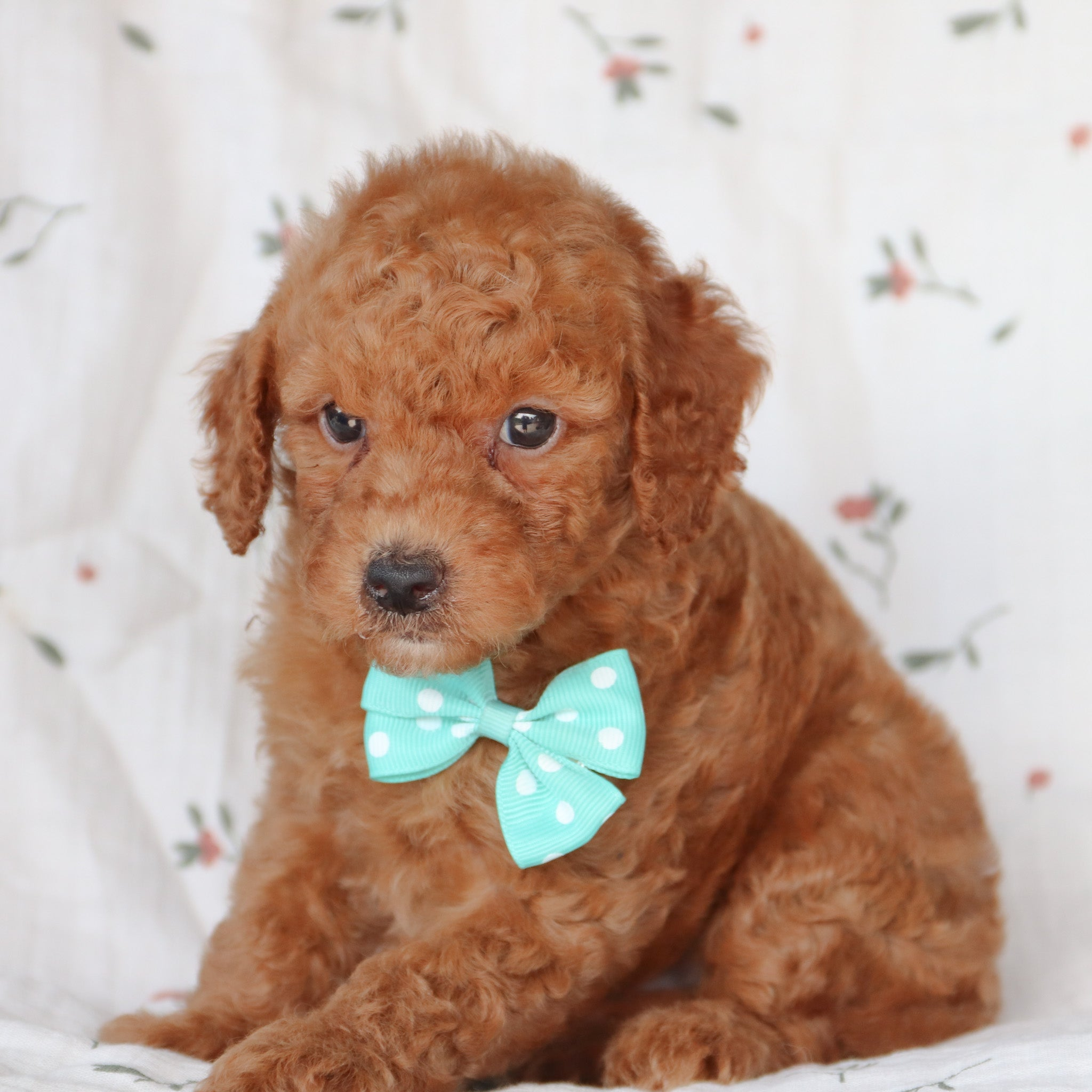Why Choose Happytail Puppies
