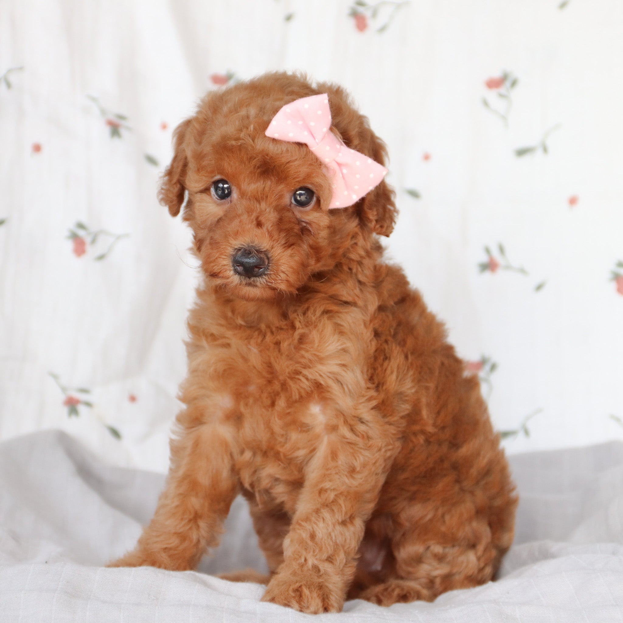Puppies for sale in Huntsville, NY