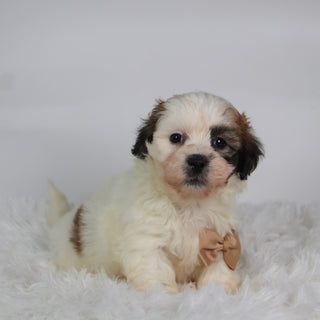 Woof - Available Now