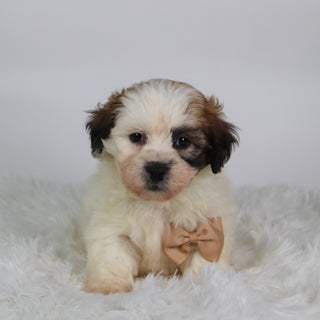 Woof - Available Now