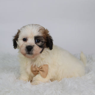 Woof - Available Now