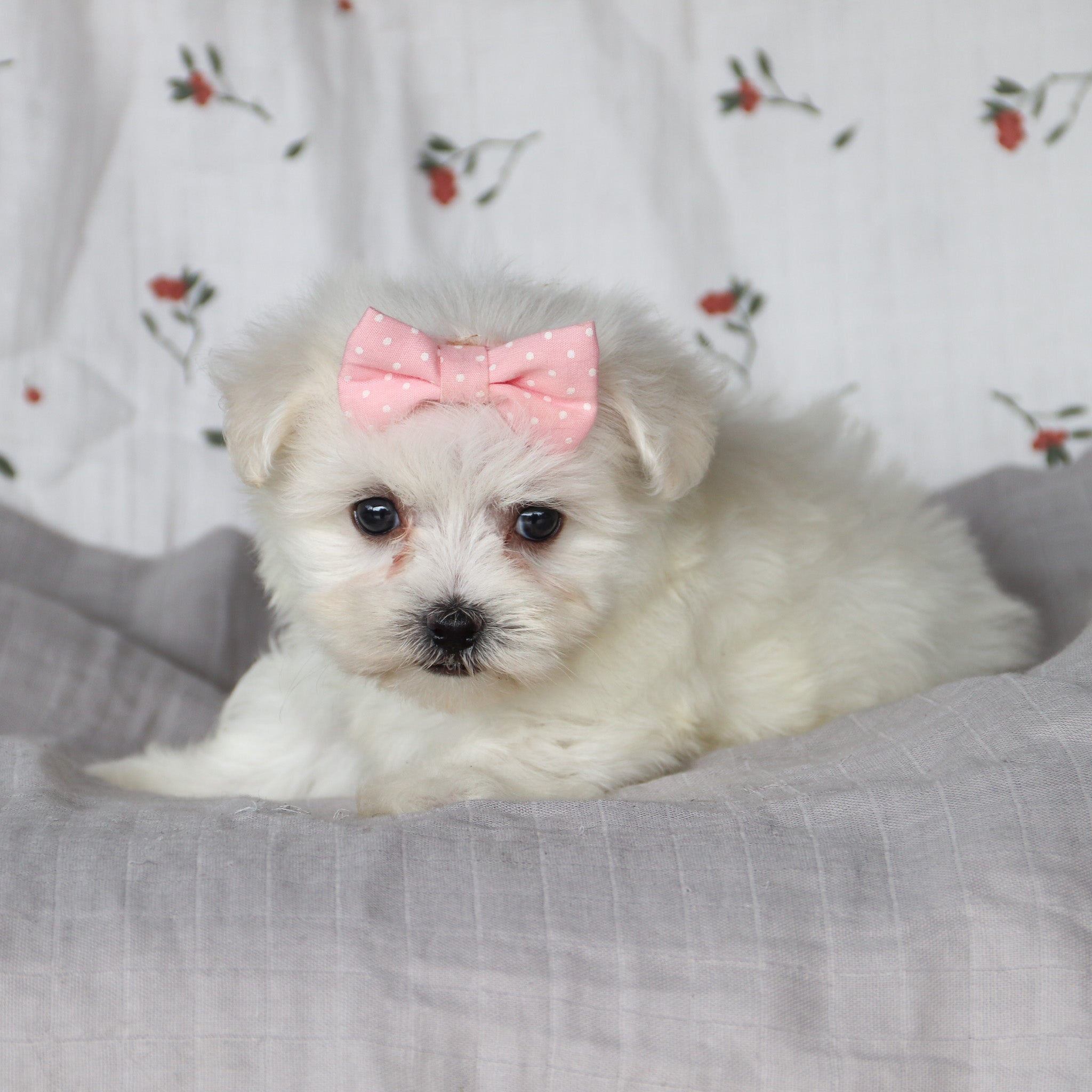 Why Choose Happytail Puppies