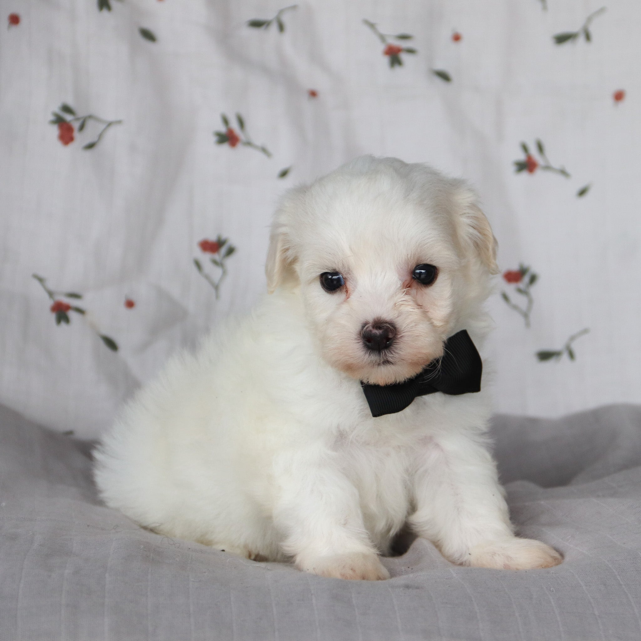 Puppies for sale in Mobile, AL