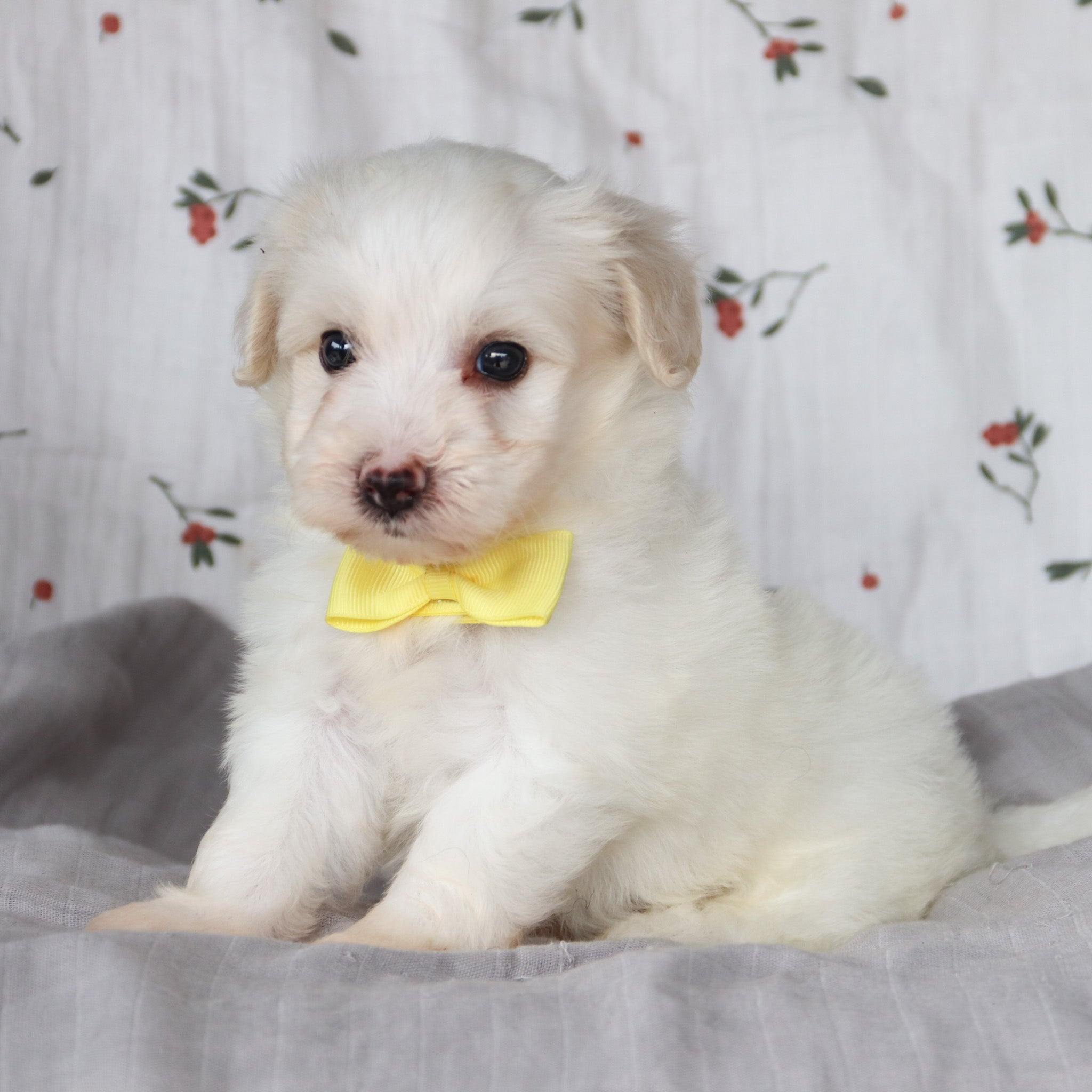 Puppies for sale in Huntsville, NY