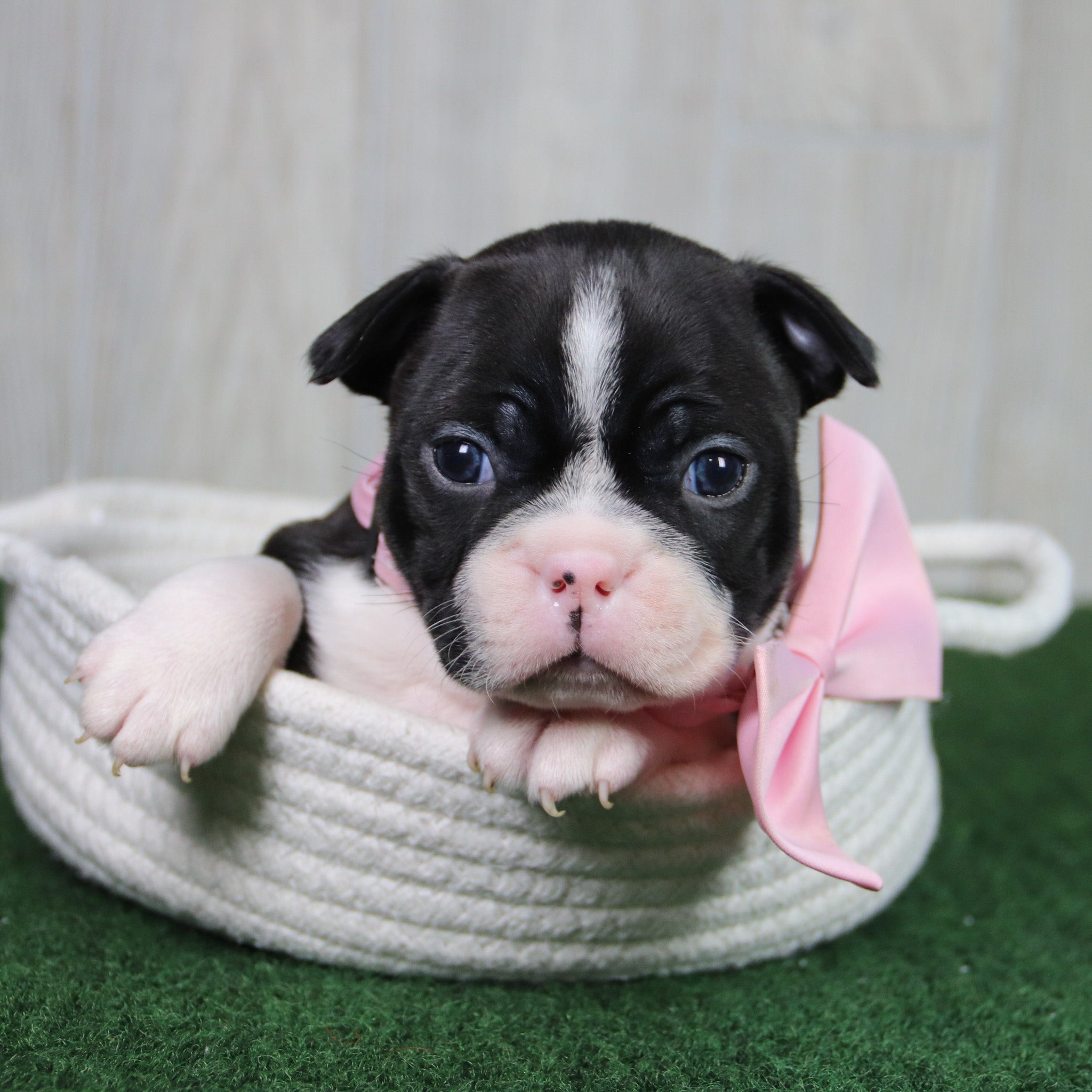 Puppies for Sale in Monroe
