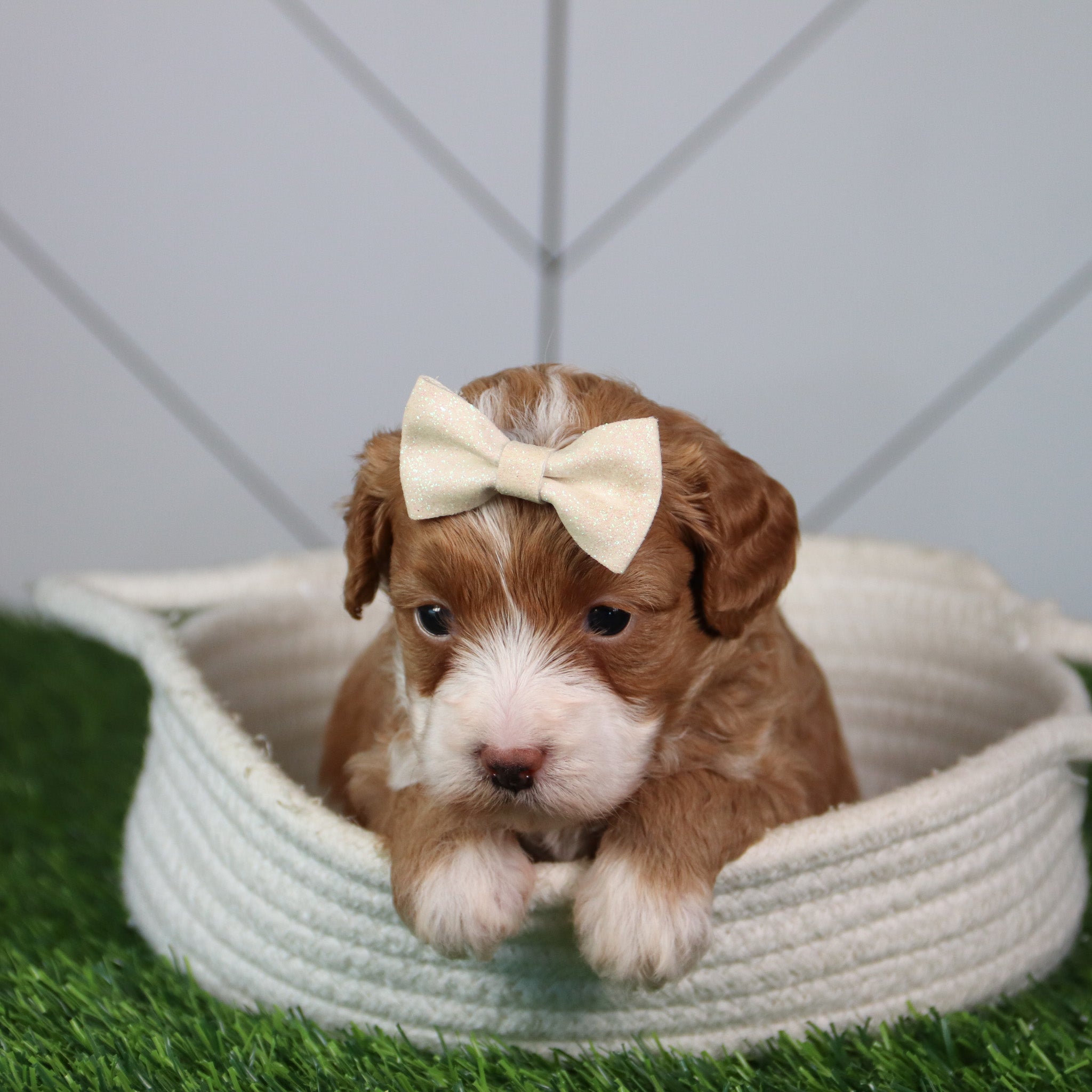 puppies for sale in oak island, nc