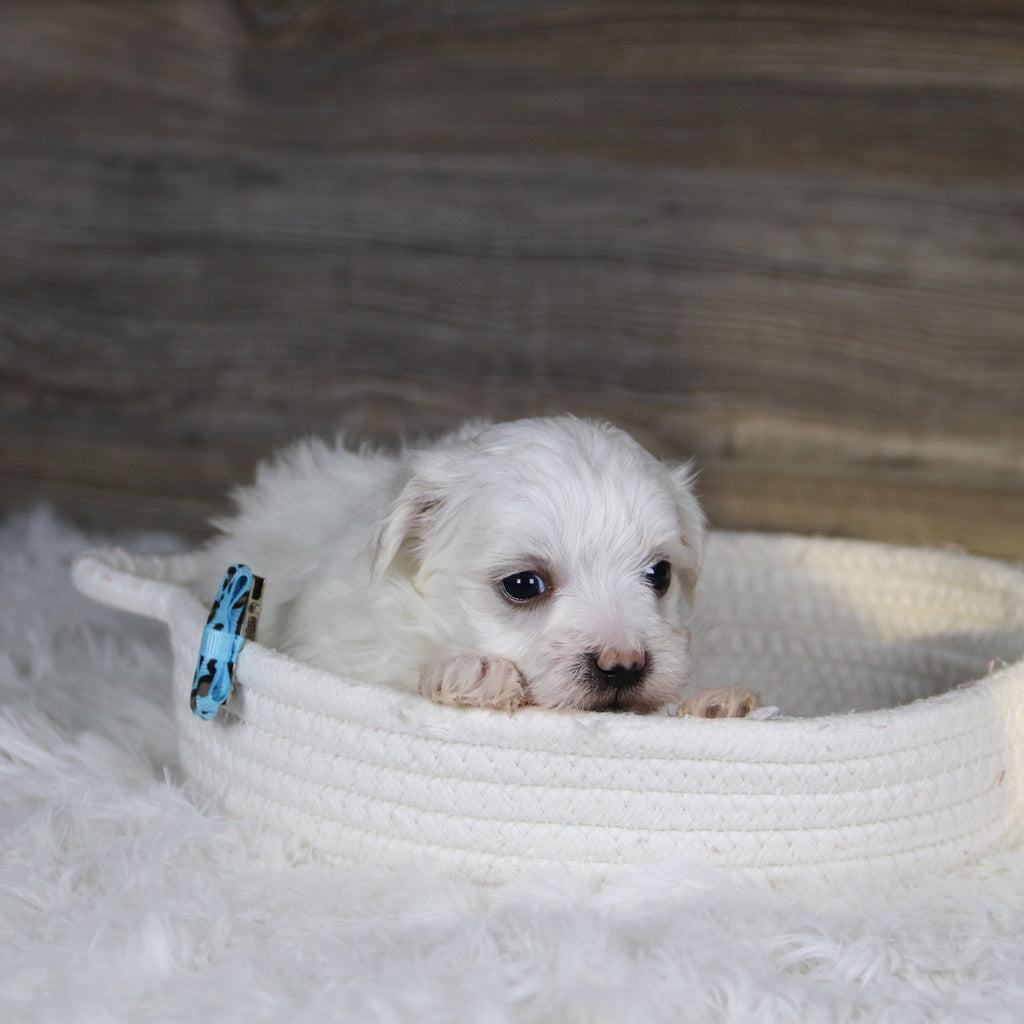 Vader - Available 2/4