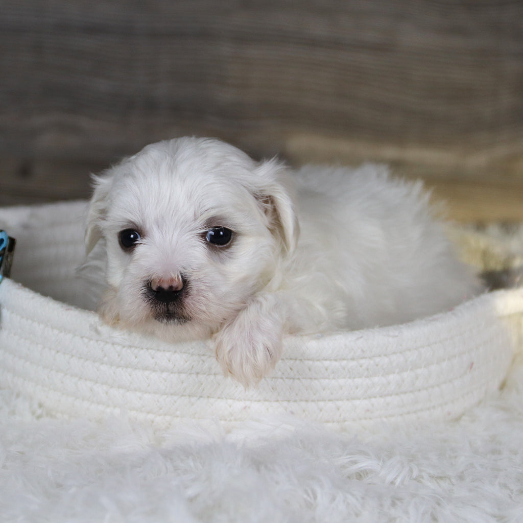 Vader - Available 2/4