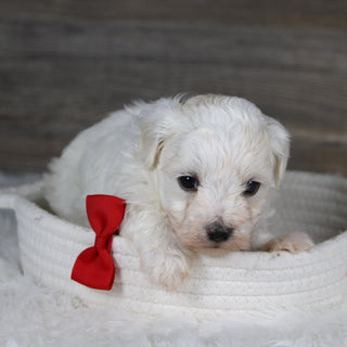 Jager - Available 2/4