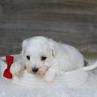 Jager - Available 2/4