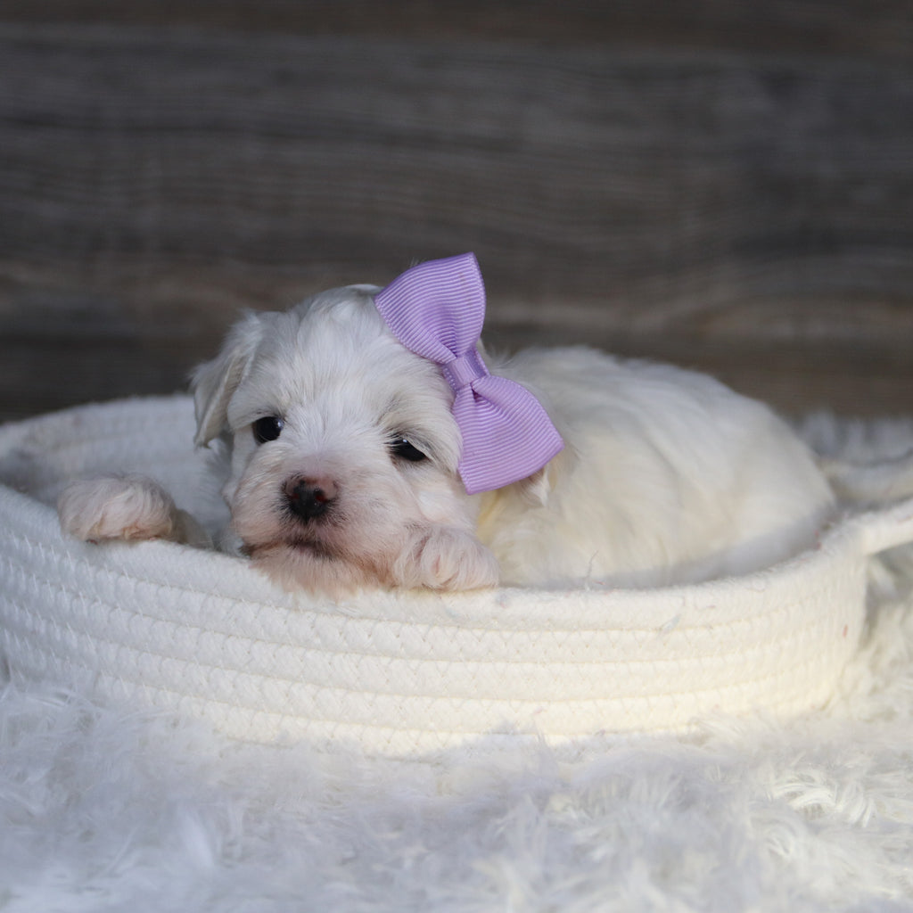 Missy - Available Now