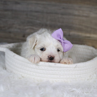 Missy - Available 2/4