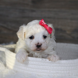 Bamba - Available 2/4