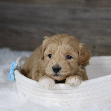 Spot - Available 2/4