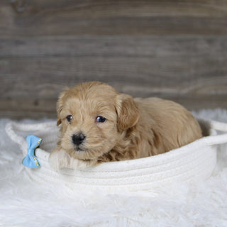 Spot - Available 2/4