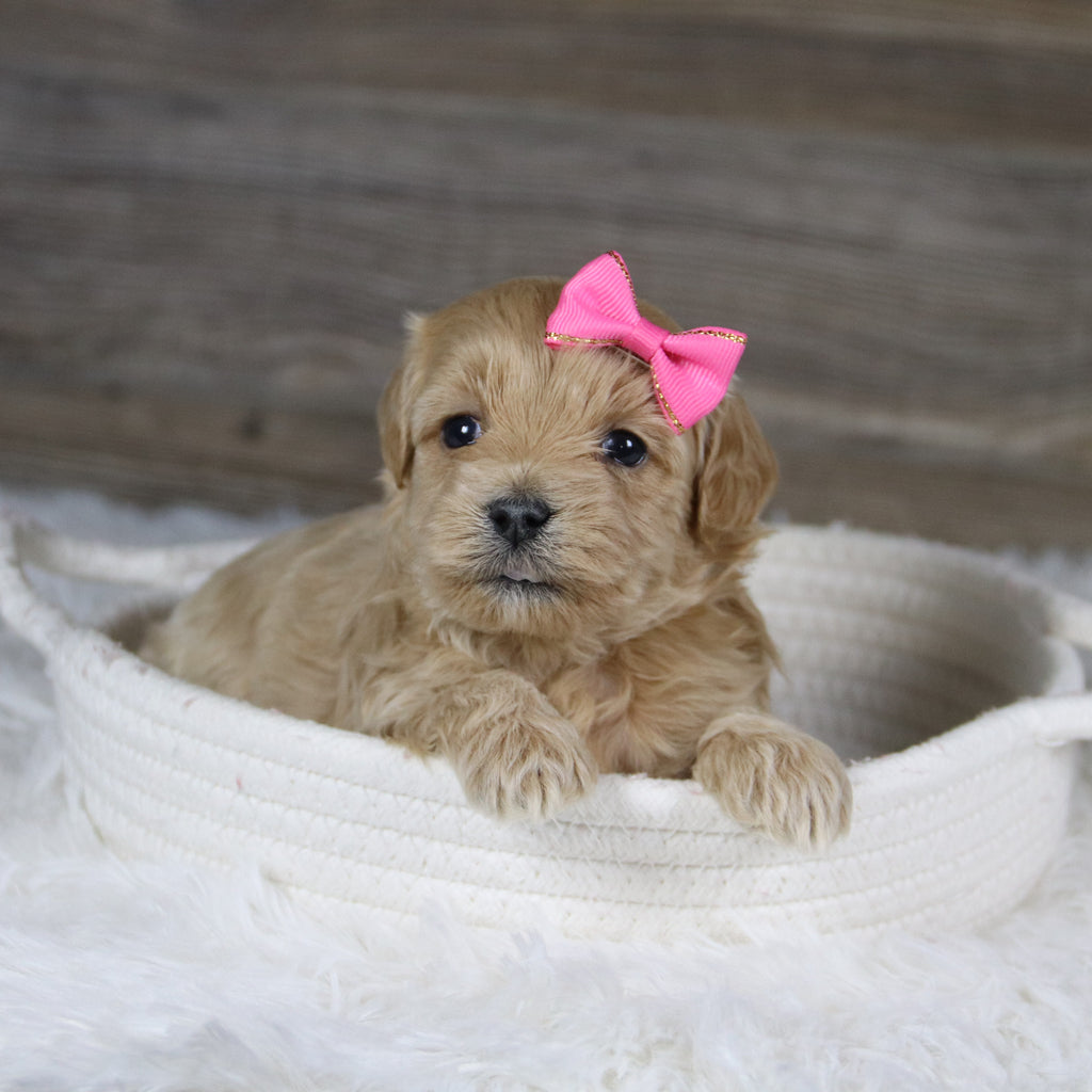 Jocelyn - Available 2/4