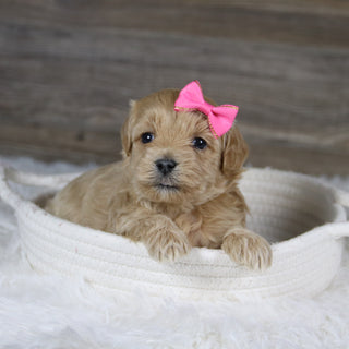 Jocelyn - Available 2/4