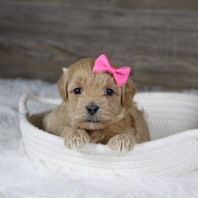 Jocelyn - Available 2/4