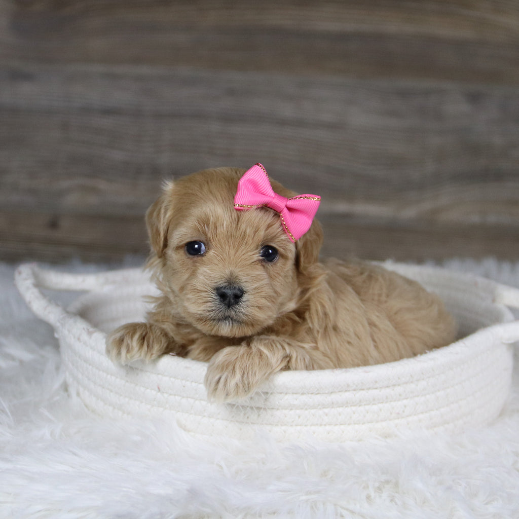 Jocelyn - Available 2/4