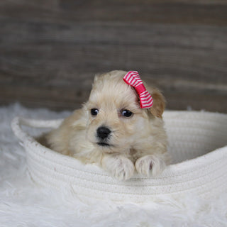 Jolene - Available 2/4