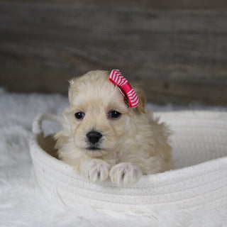 Jolene - Available 2/4