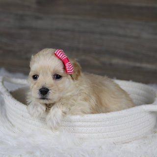 Jolene - Available 2/4