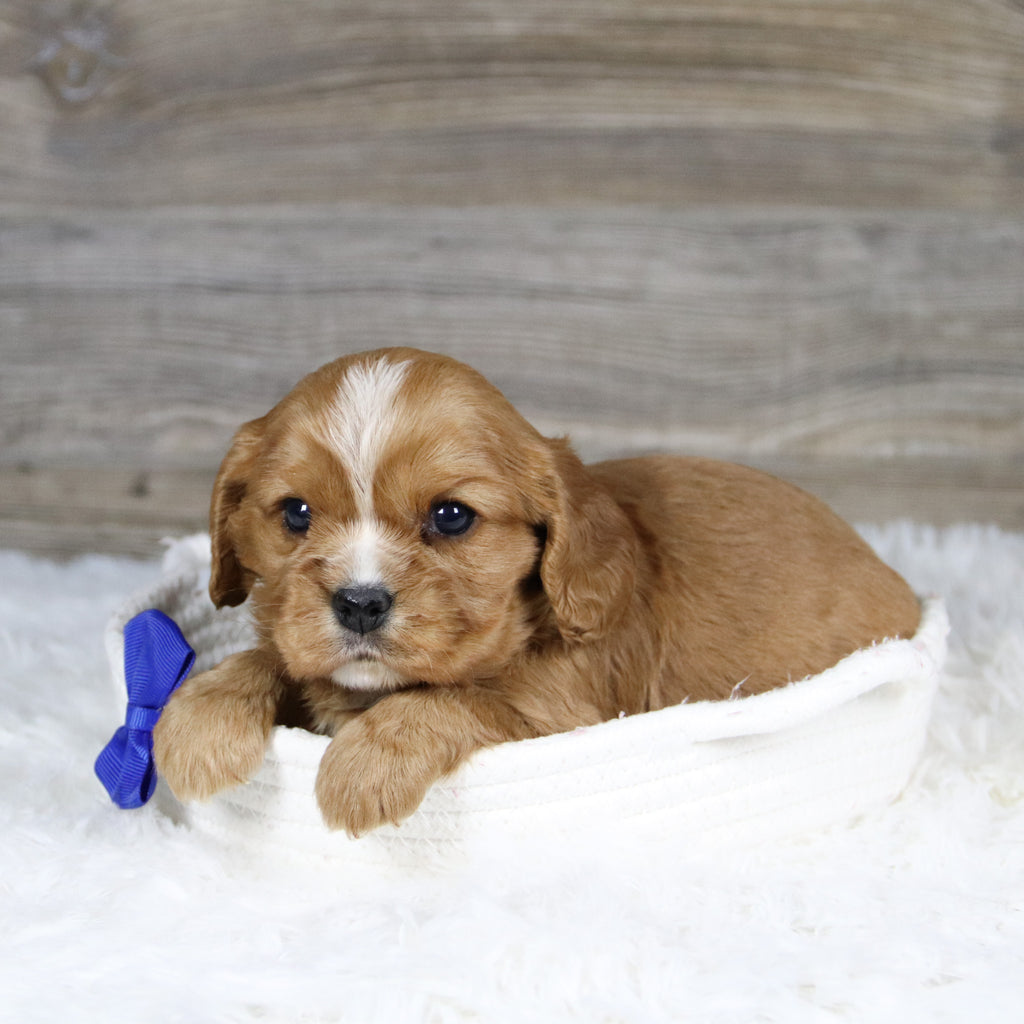 Frito - Available Now