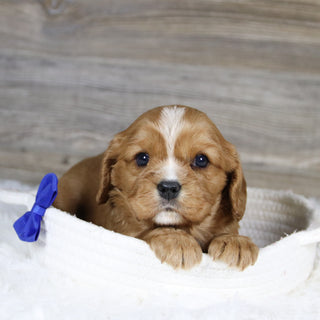 Frito - Available 2/4