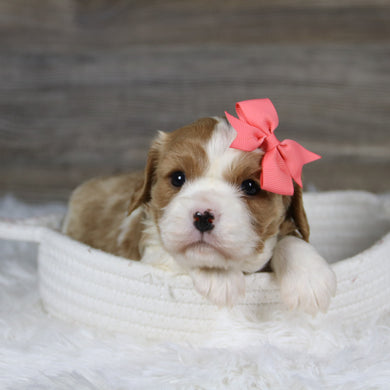 Madonna - Available 2/4