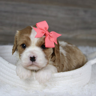 Madonna - Available Now