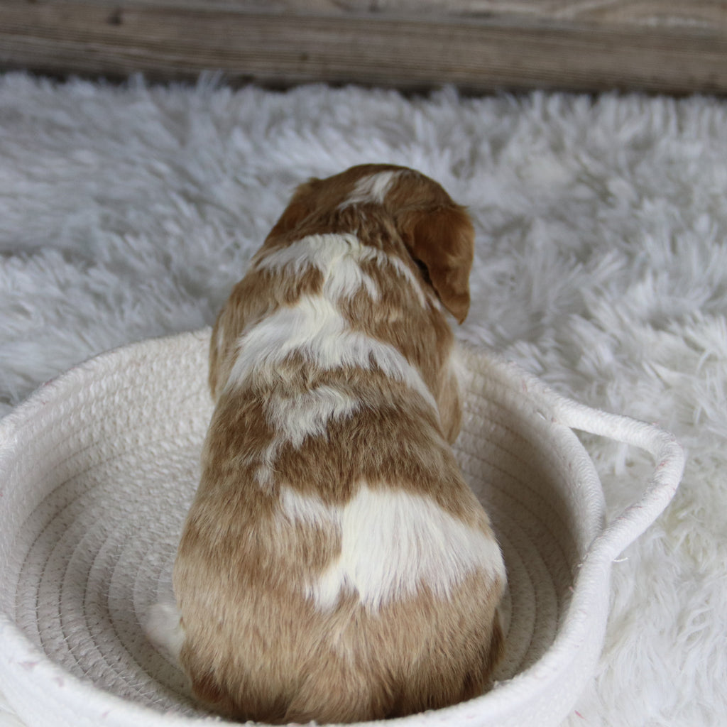 Madonna - Available Now