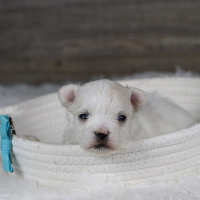 Marbles - Available 2/11