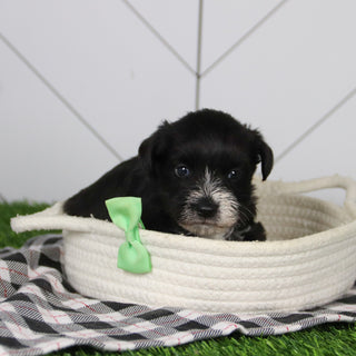 Rodney - Available 12/31