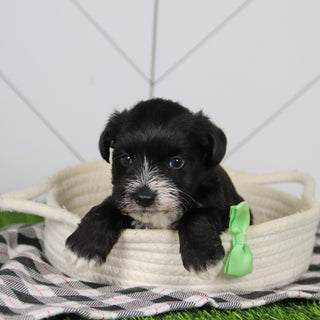 Rodney - Available 12/31