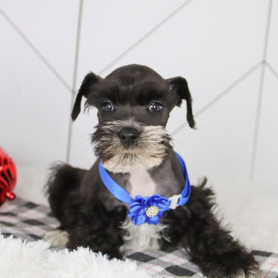 Rodney - Available 12/31