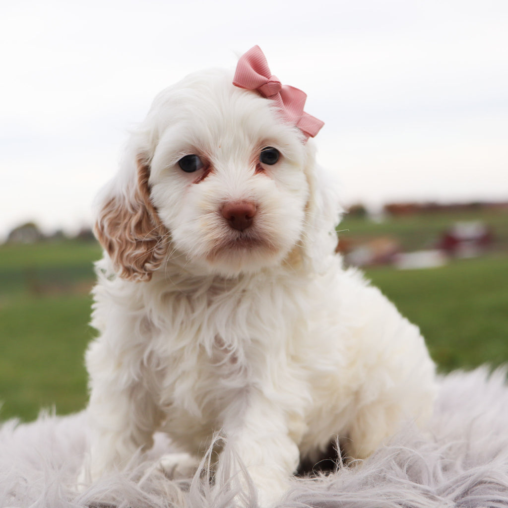 Darcie