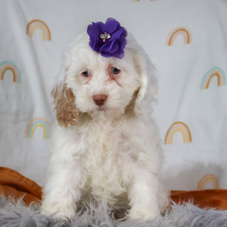 Darcie