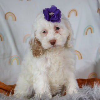 Darcie