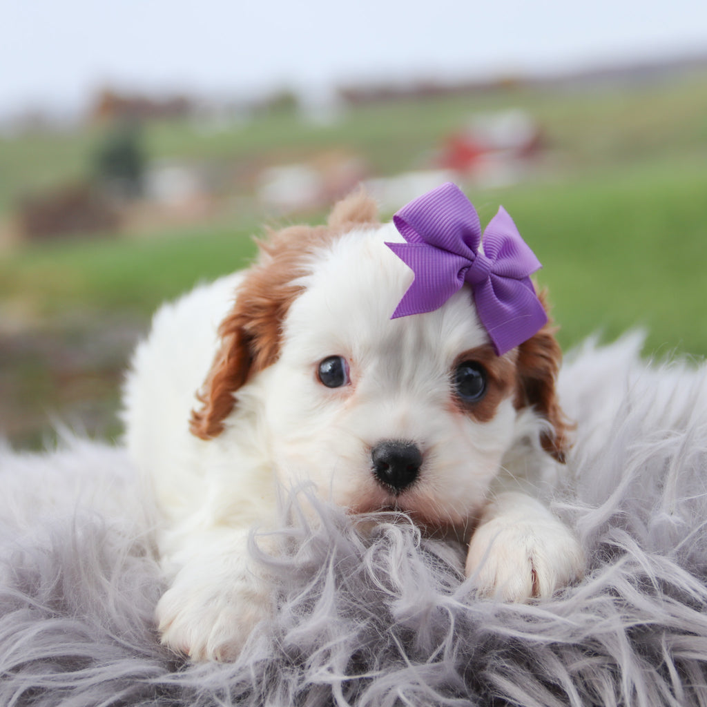 Remi
