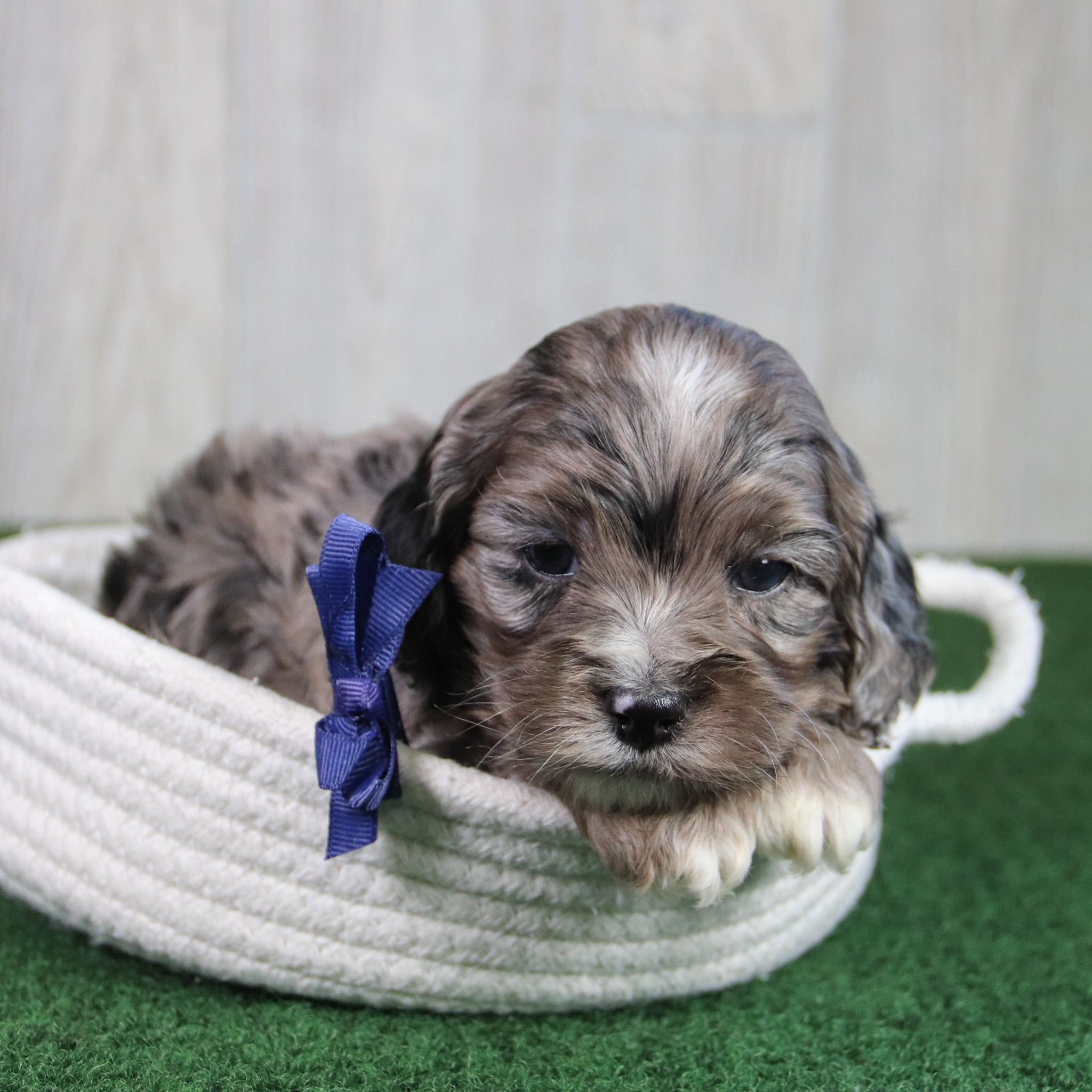 puppies for sale in Hampstead