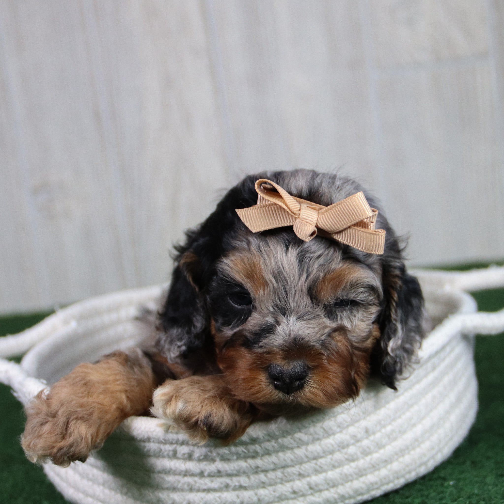 why choose happytail puppies