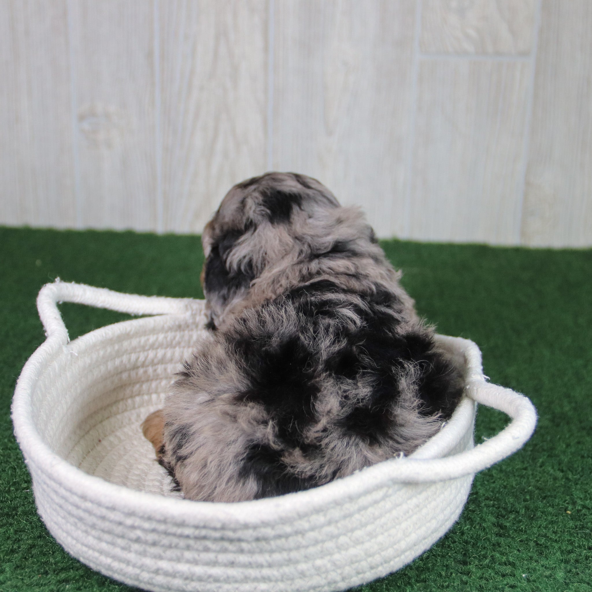 Why Choose Happytail Puppies