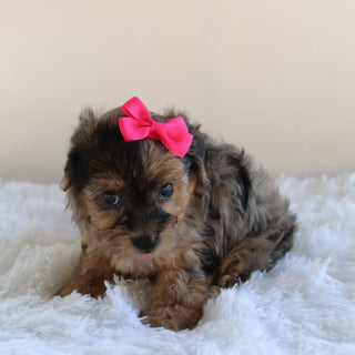 Nancy - Available Now