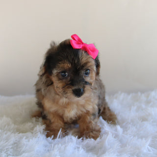 Nancy - Available Now