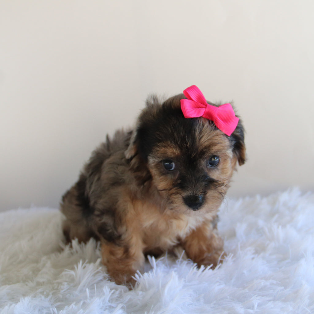 Nancy - Available Now