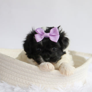 Zelda - Available Now