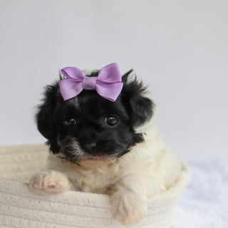 Zelda - Available Now