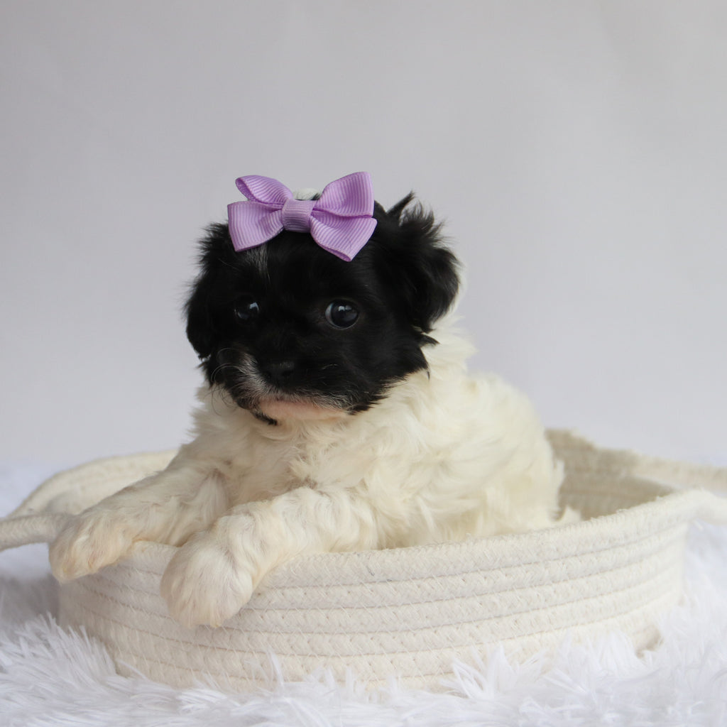 Zelda - Available Now