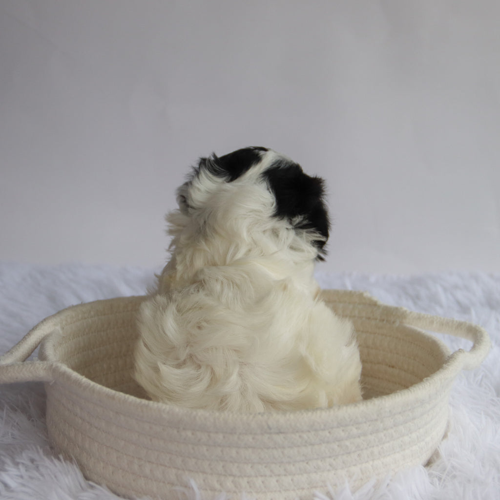 Zelda - Available Now